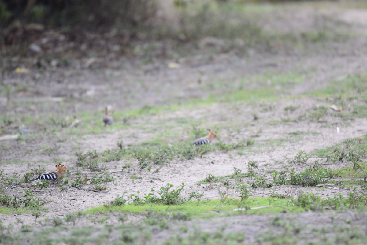 Huppe de Madagascar - ML627410406