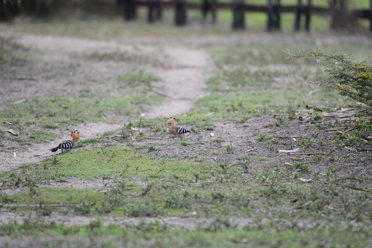 Huppe de Madagascar - ML627410420