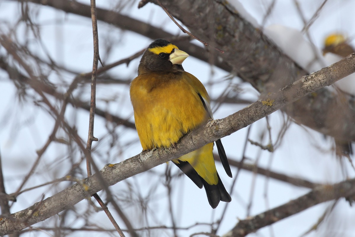 Evening Grosbeak - ML627410496
