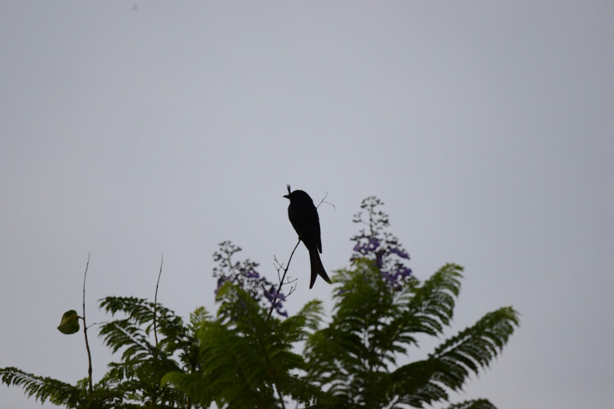 Drongo malgache - ML627410524