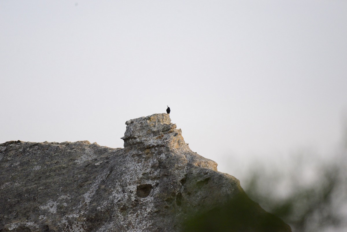 Drongo malgache - ML627410552