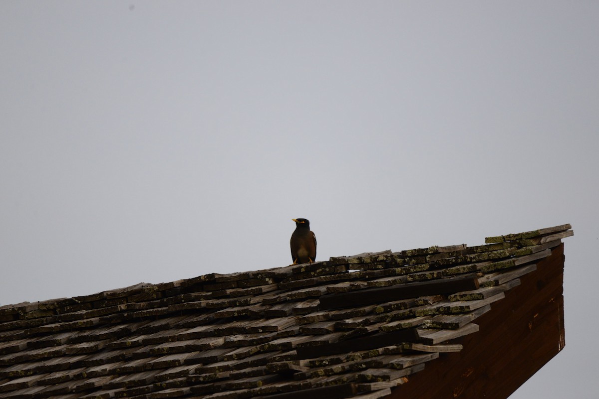 Martin triste - ML627410622