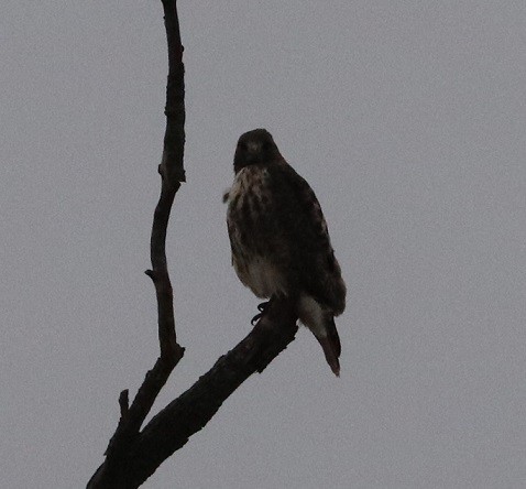 Red-tailed Hawk - ML627410728