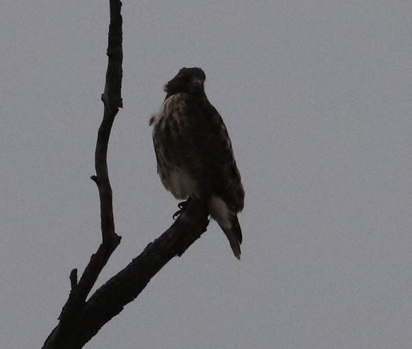 Red-tailed Hawk - ML627410729