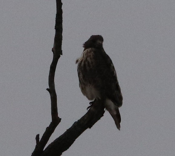 Red-tailed Hawk - ML627410730