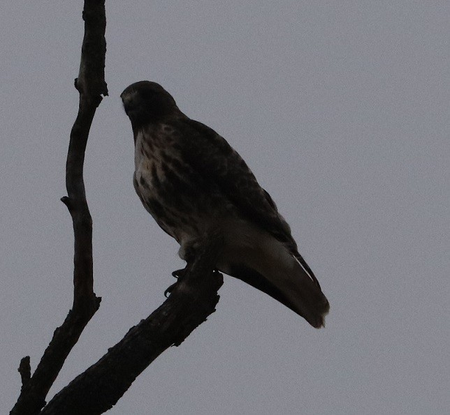 Red-tailed Hawk - ML627410731