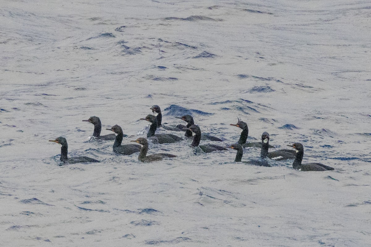 Campbell Islands Shag - ML627410819