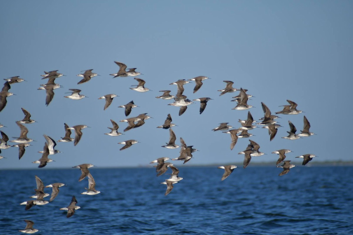 Wilson's Phalarope - ML627411008