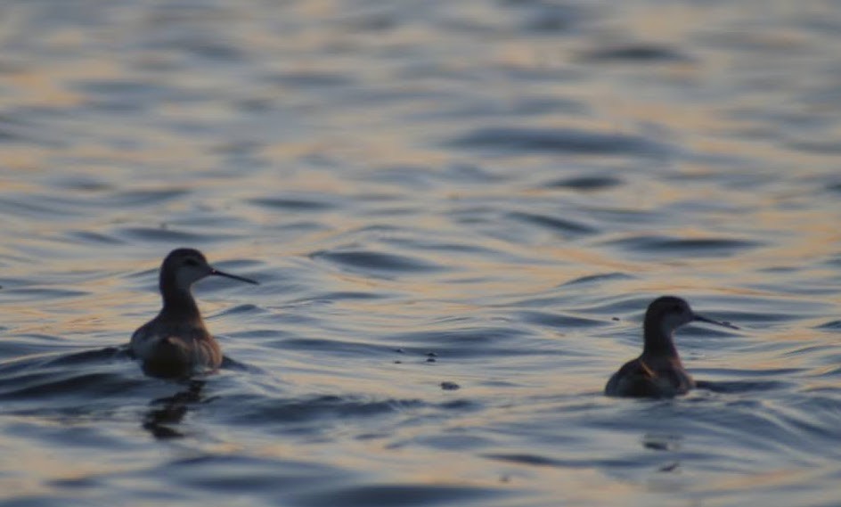 Wilson's Phalarope - ML627411049