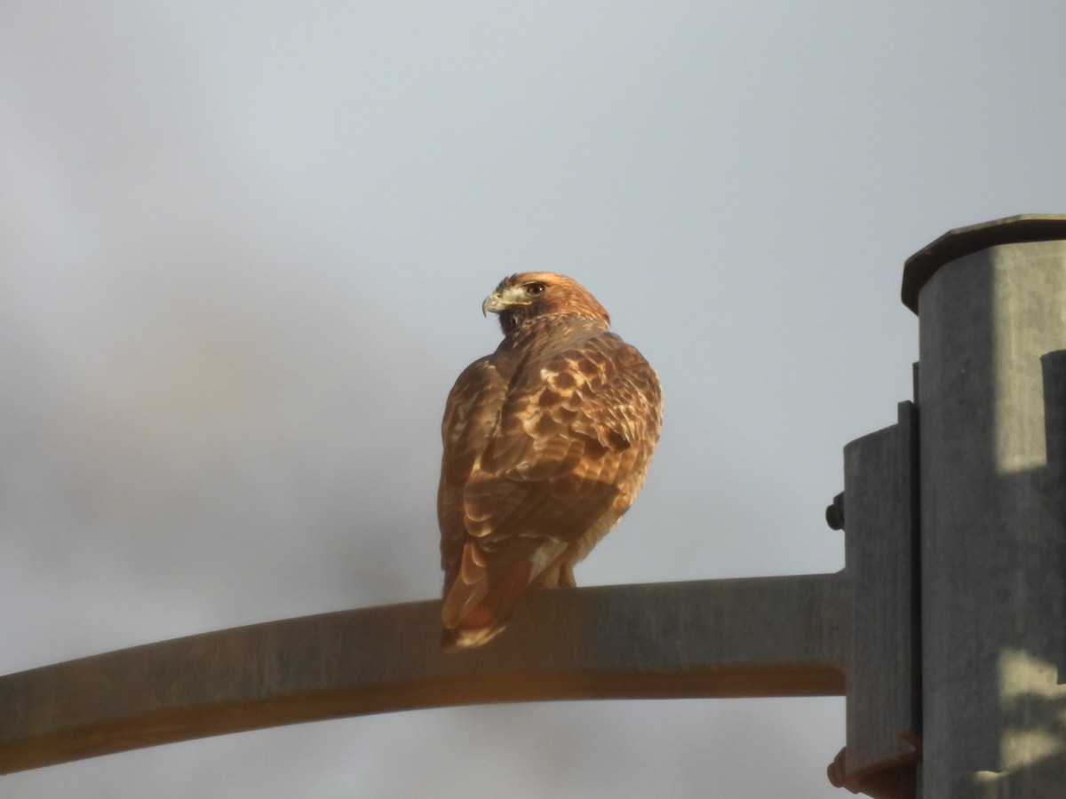 Red-tailed Hawk - ML627411057