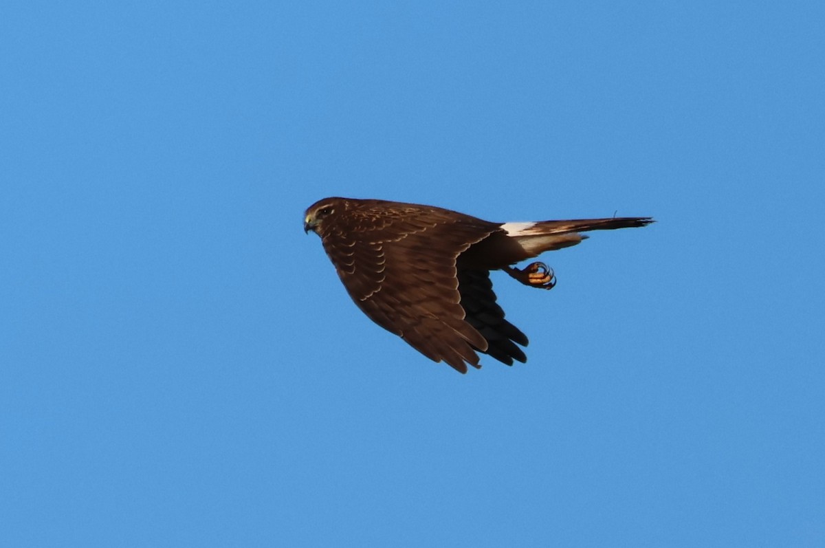 זרון אמריקני - ML627411076