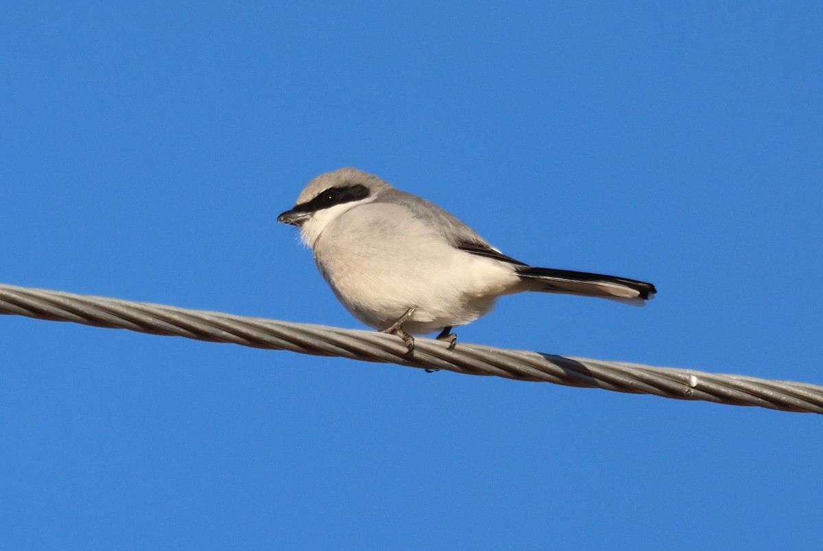 Loggerhead Shrike - ML627411083