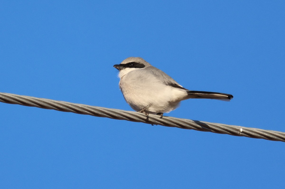 Loggerhead Shrike - ML627411084