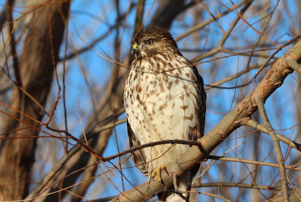 Red-shouldered Hawk - ML627411093