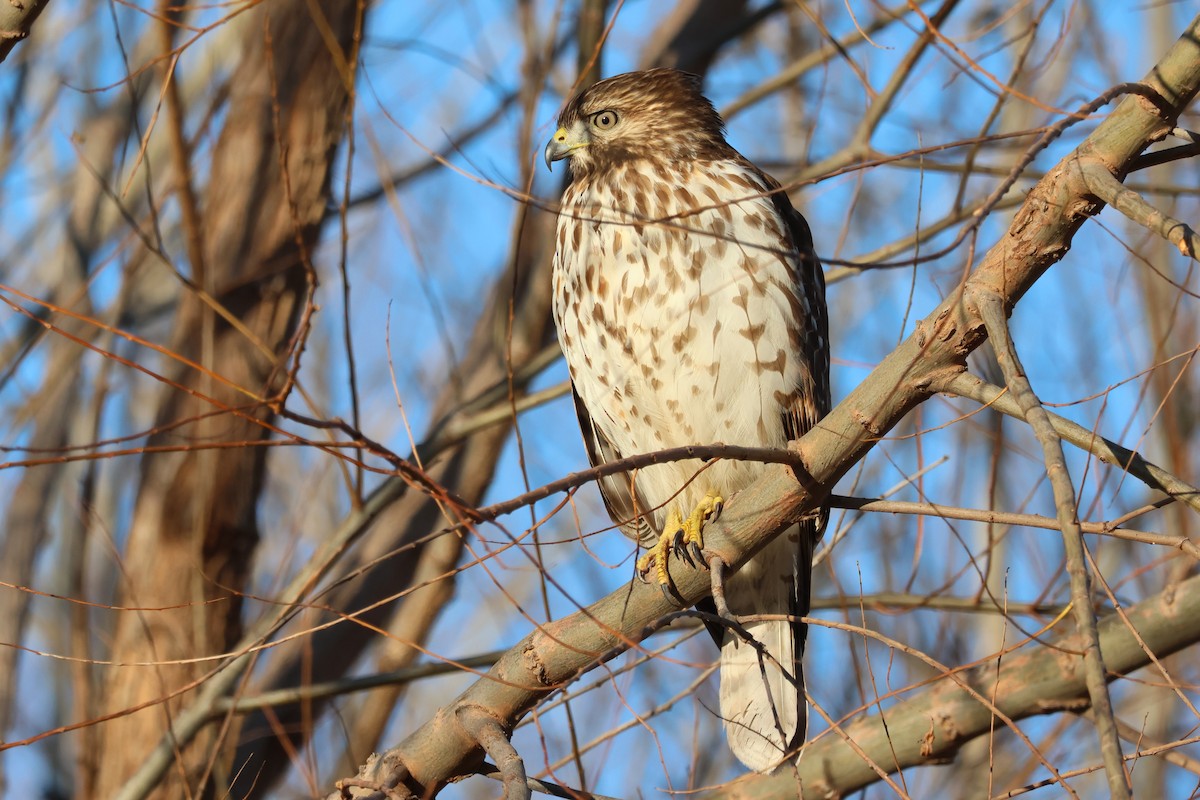 Red-shouldered Hawk - ML627411094