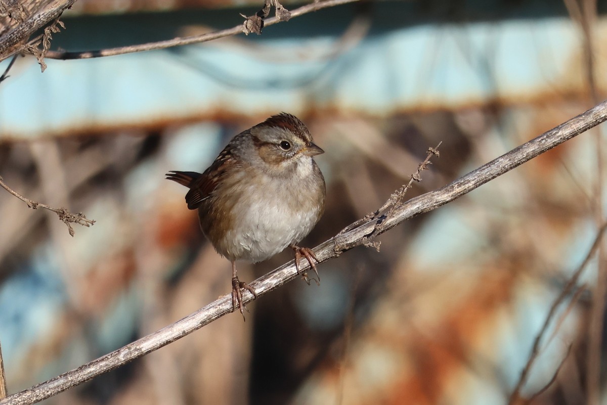 Swamp Sparrow - ML627411126