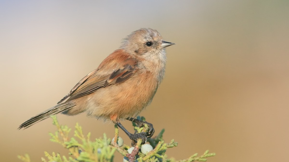 Eurasian Penduline-Tit - ML627411147