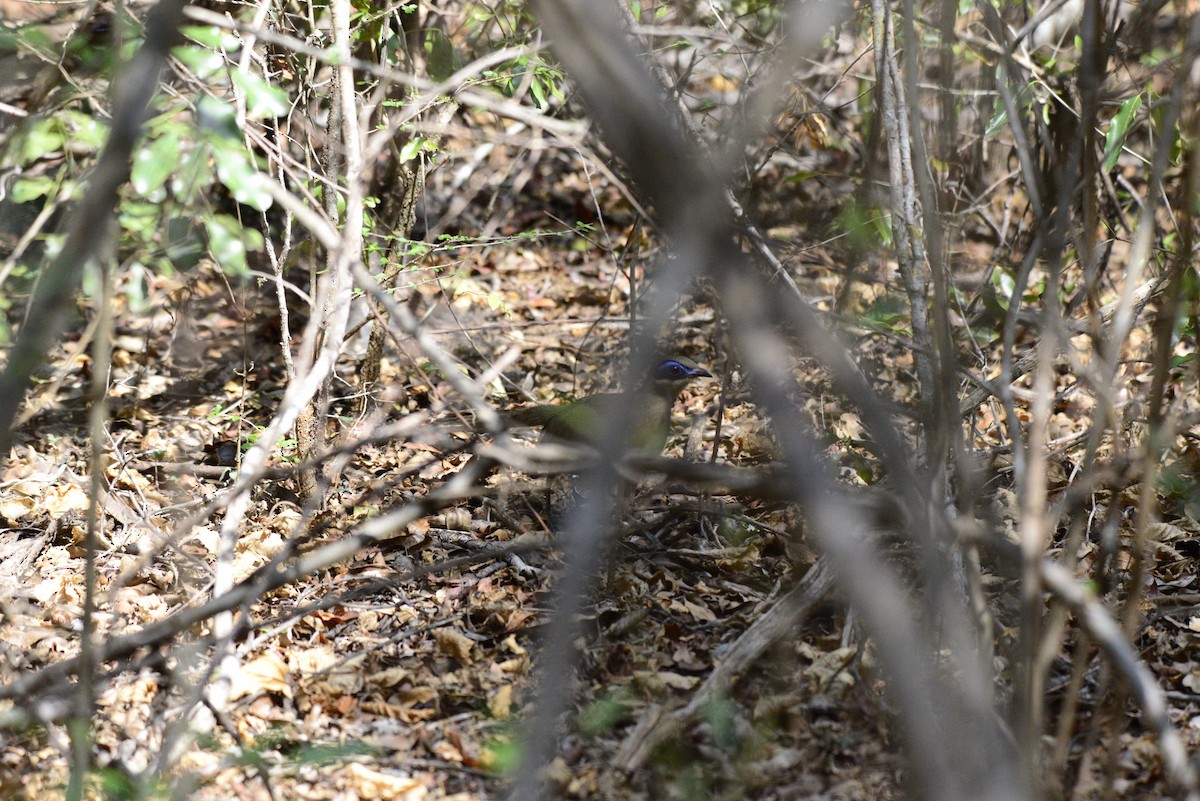 Coua de Coquerel - ML627411194