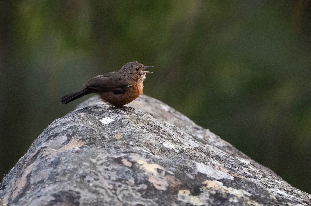 Rockwarbler - ML627411211
