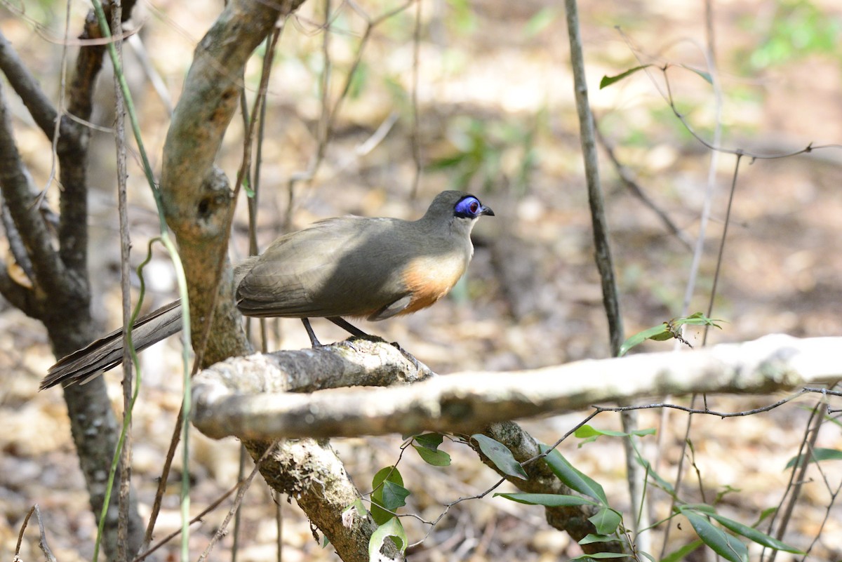 Coua de Coquerel - ML627411227