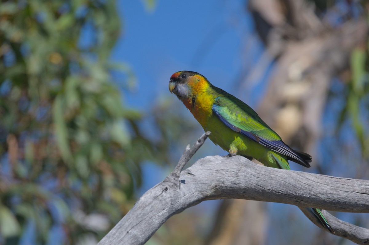 Australian Ringneck - ML627411231