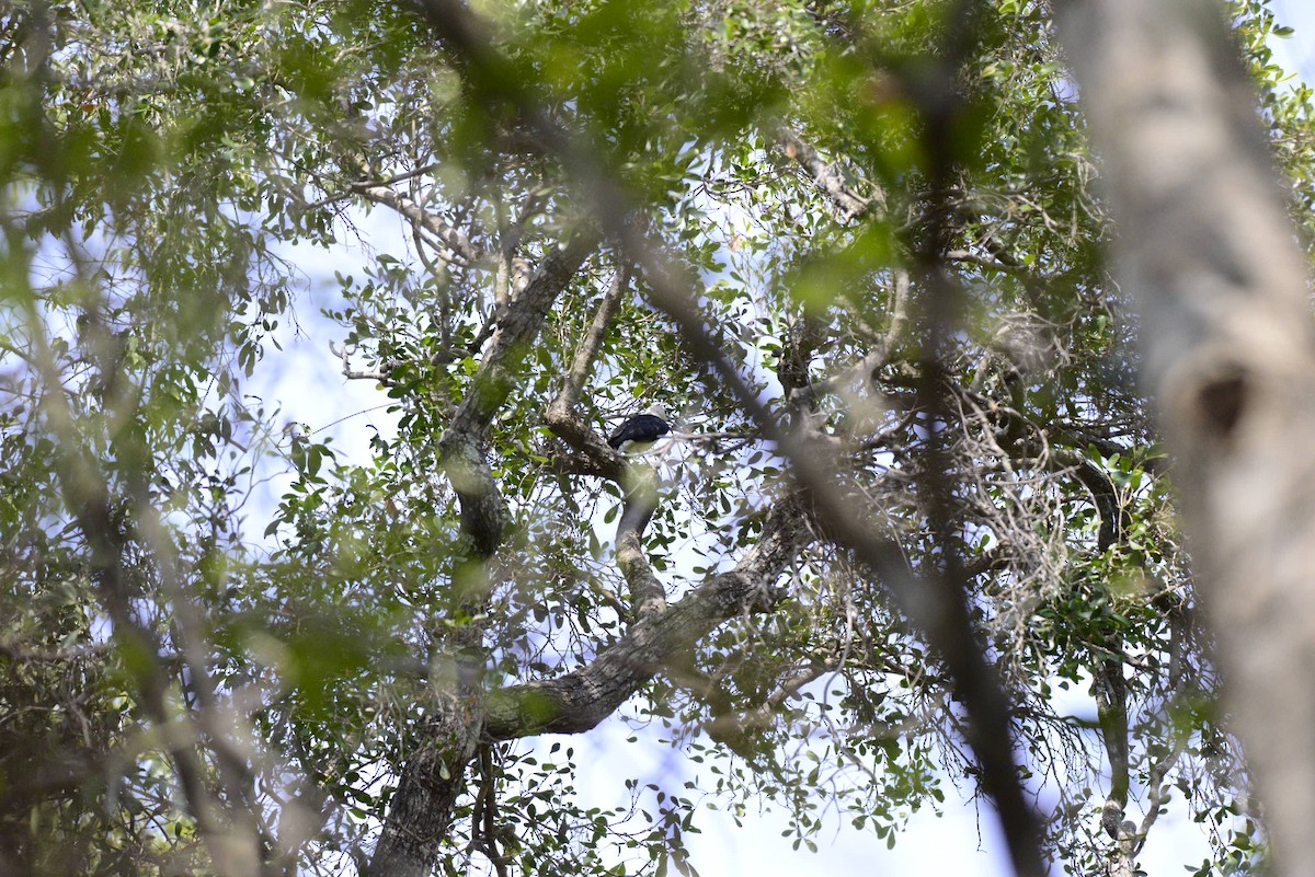 Falculie mantelée - ML627411270