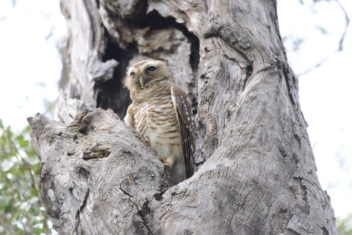 White-browed Owl - ML627411385