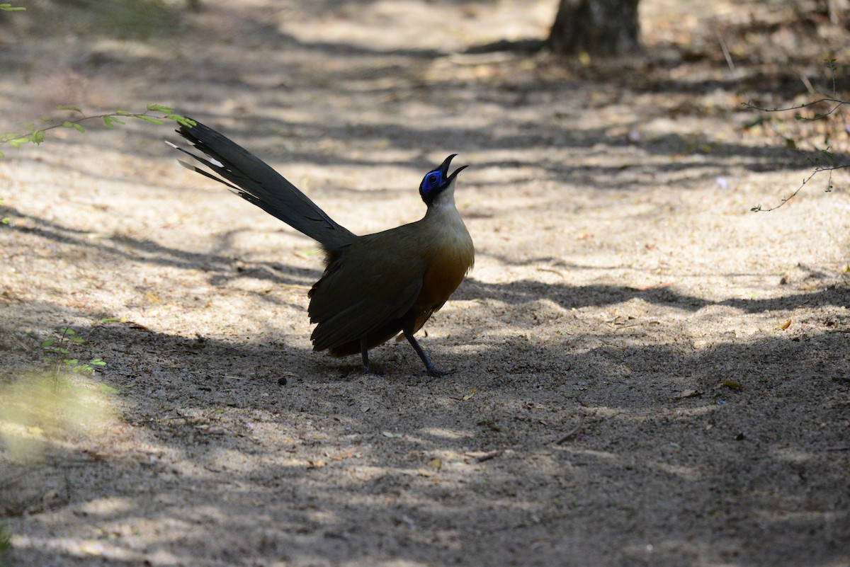 Coua géant - ML627411479