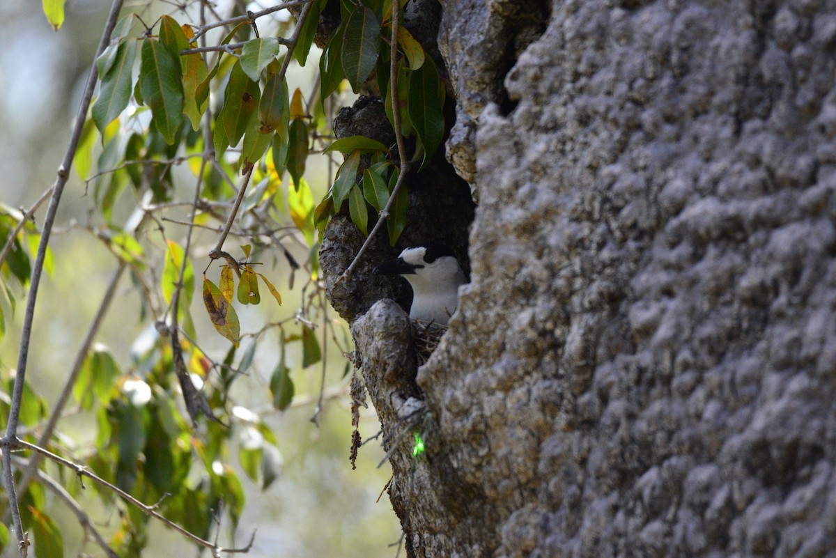 Hook-billed Vanga - ML627411557