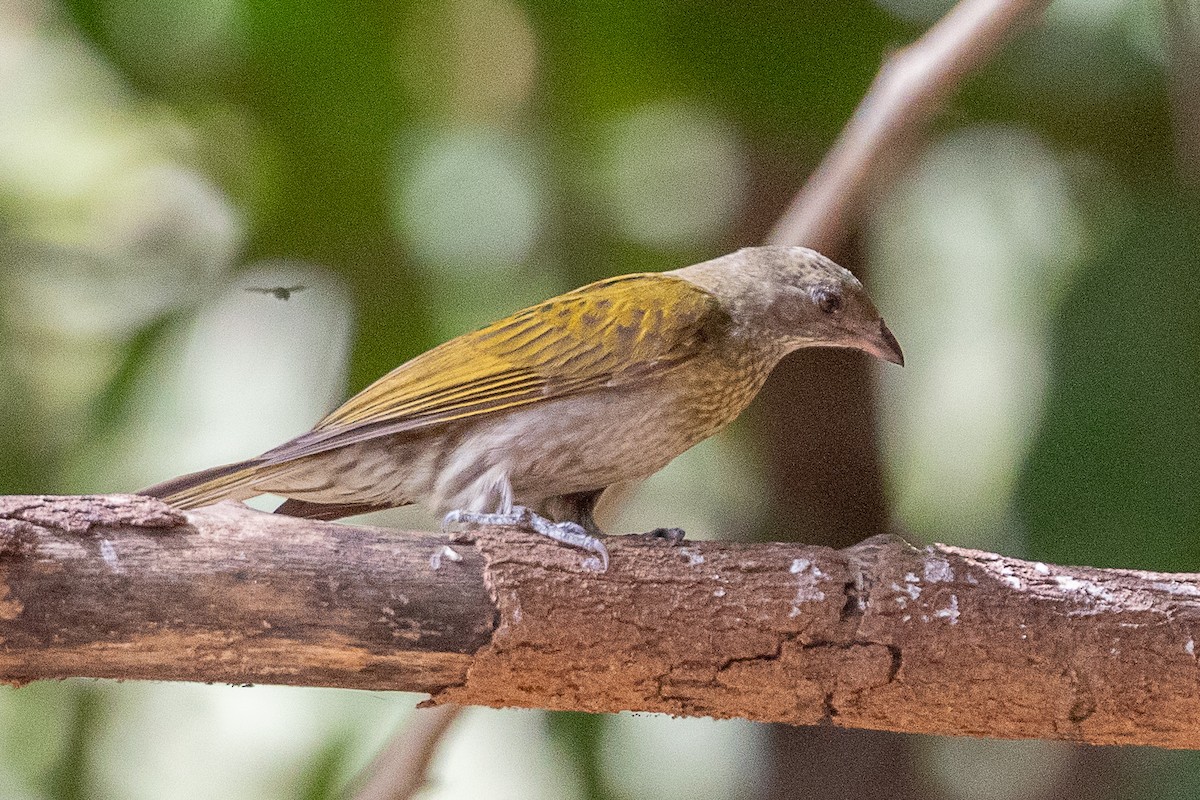 Spotted Honeyguide - ML627411563