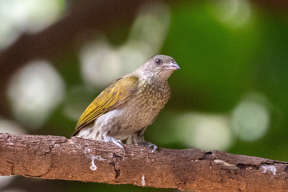 Spotted Honeyguide - ML627411566