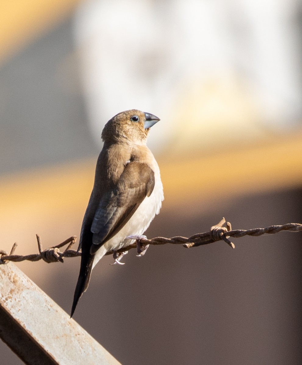 African Silverbill - ML627411838