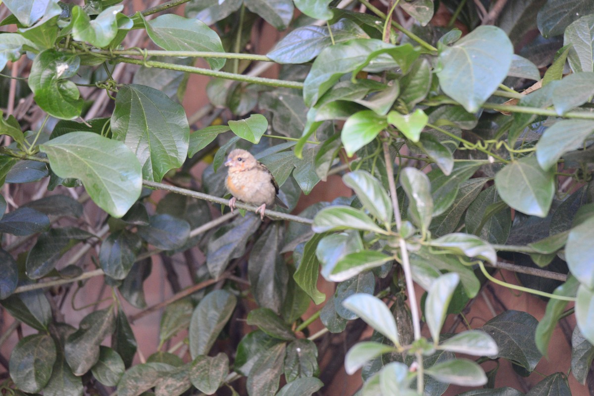 Foudi rouge - ML627411905