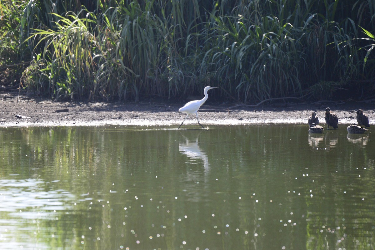Grande Aigrette - ML627412022