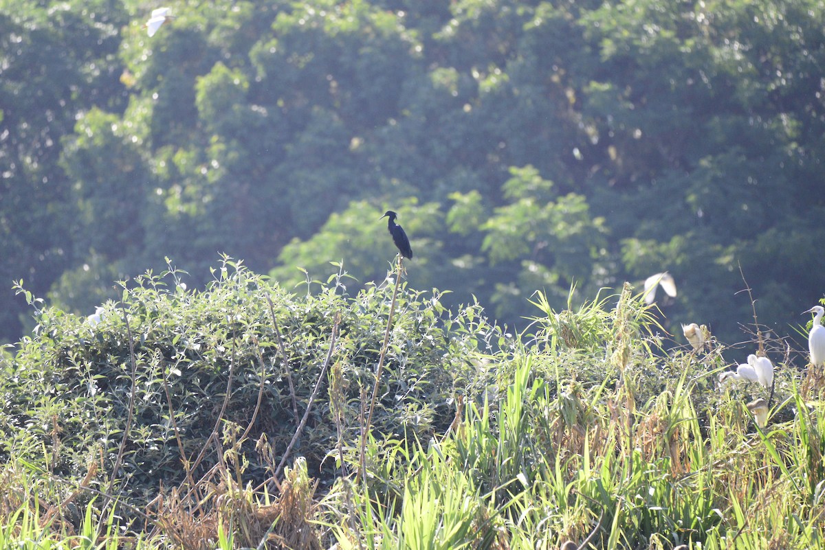 Aigrette ardoisée - ML627412115
