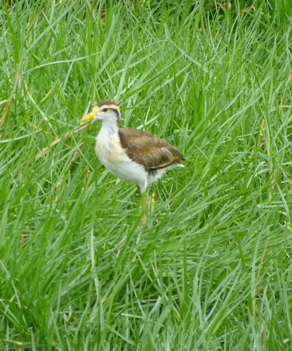 Jacana du Mexique - ML627412173