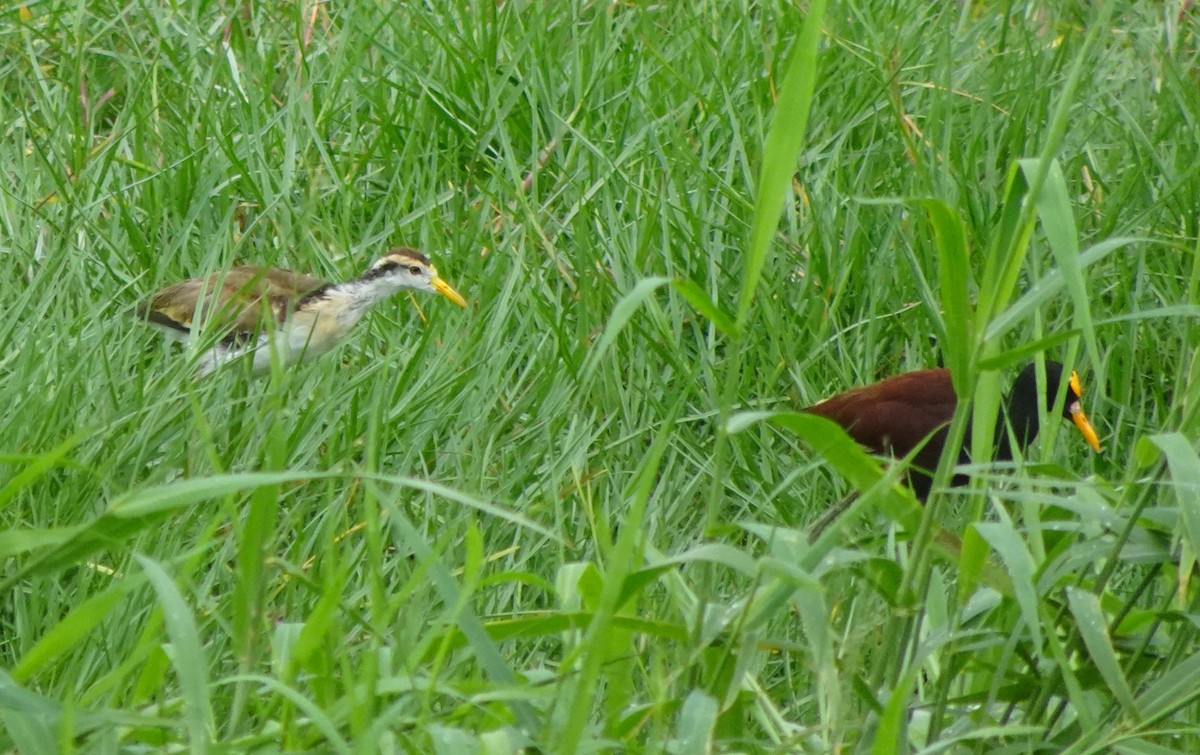 Jacana du Mexique - ML627412174