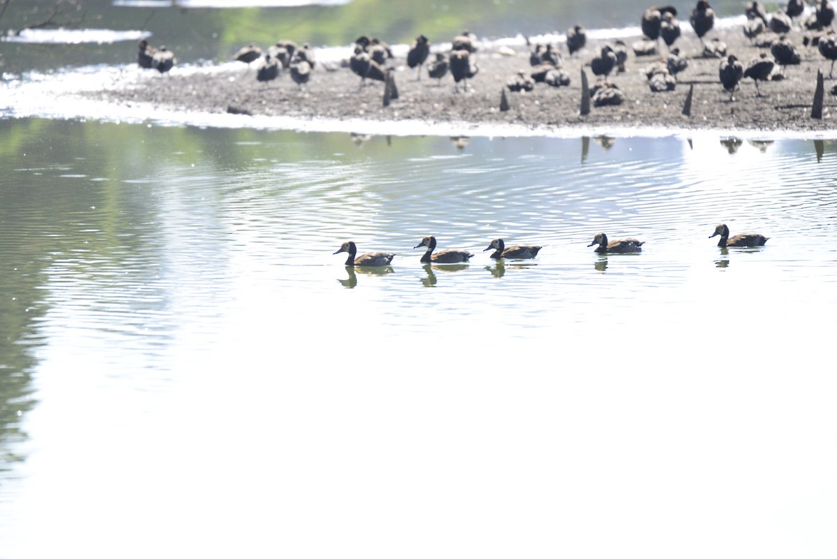 Dendrocygne veuf - ML627412220