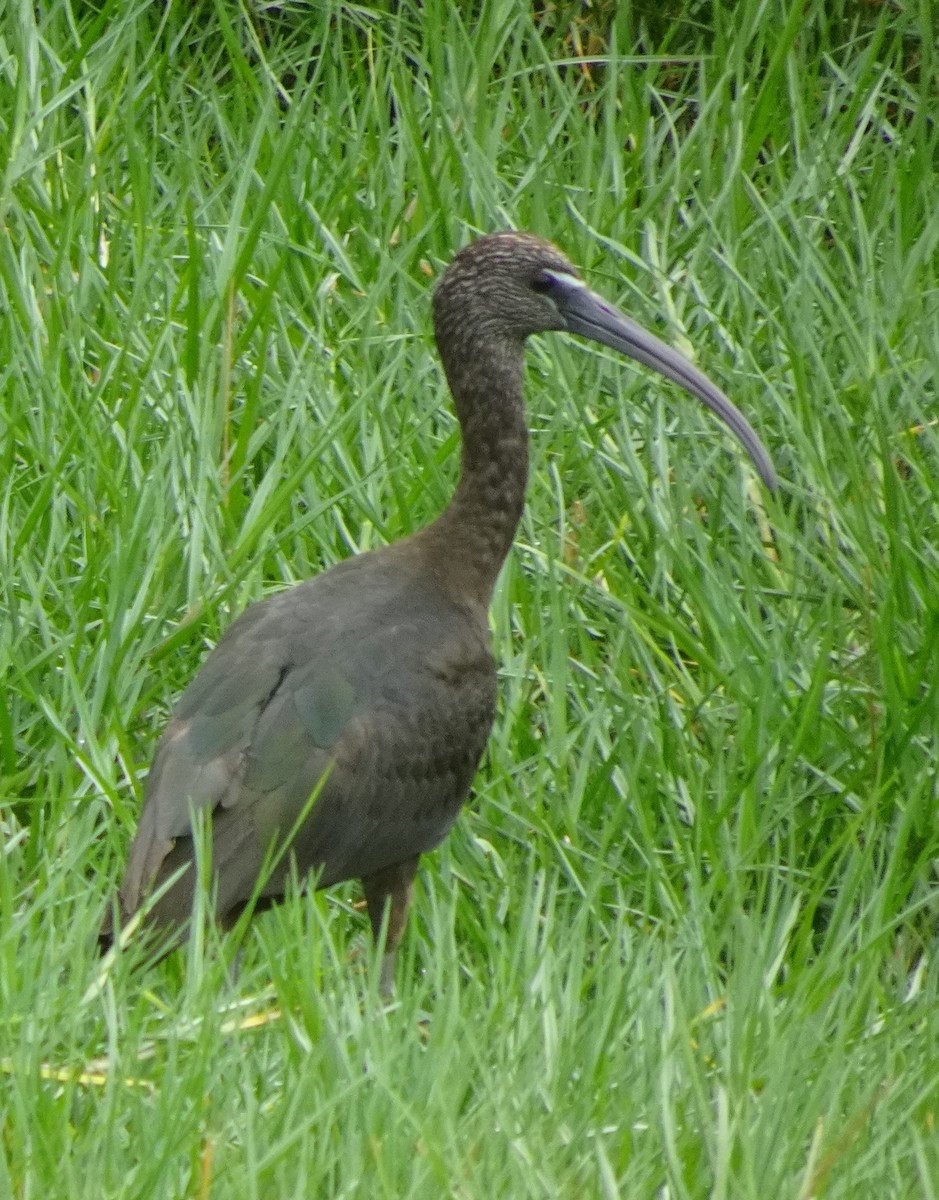 Ibis falcinelle - ML627412231