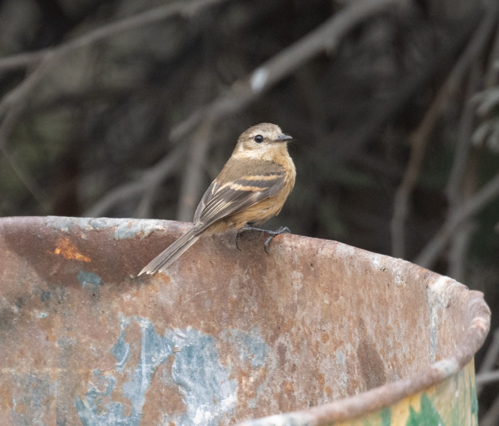 Rufescent Flycatcher - ML627412331