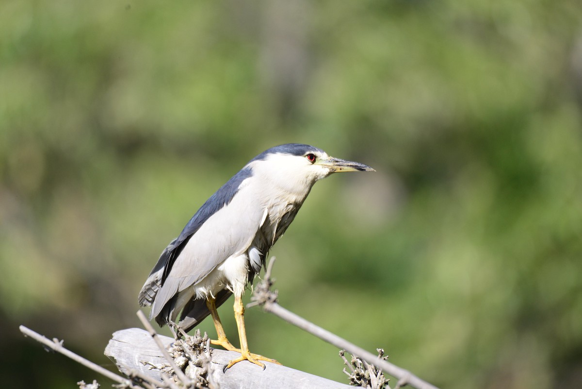 Bihoreau gris - ML627412384