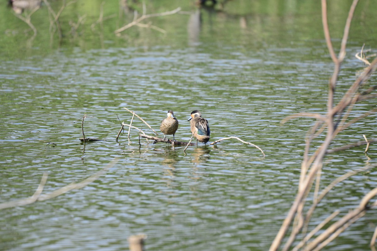 Sarcelle à bec bleu - ML627412429