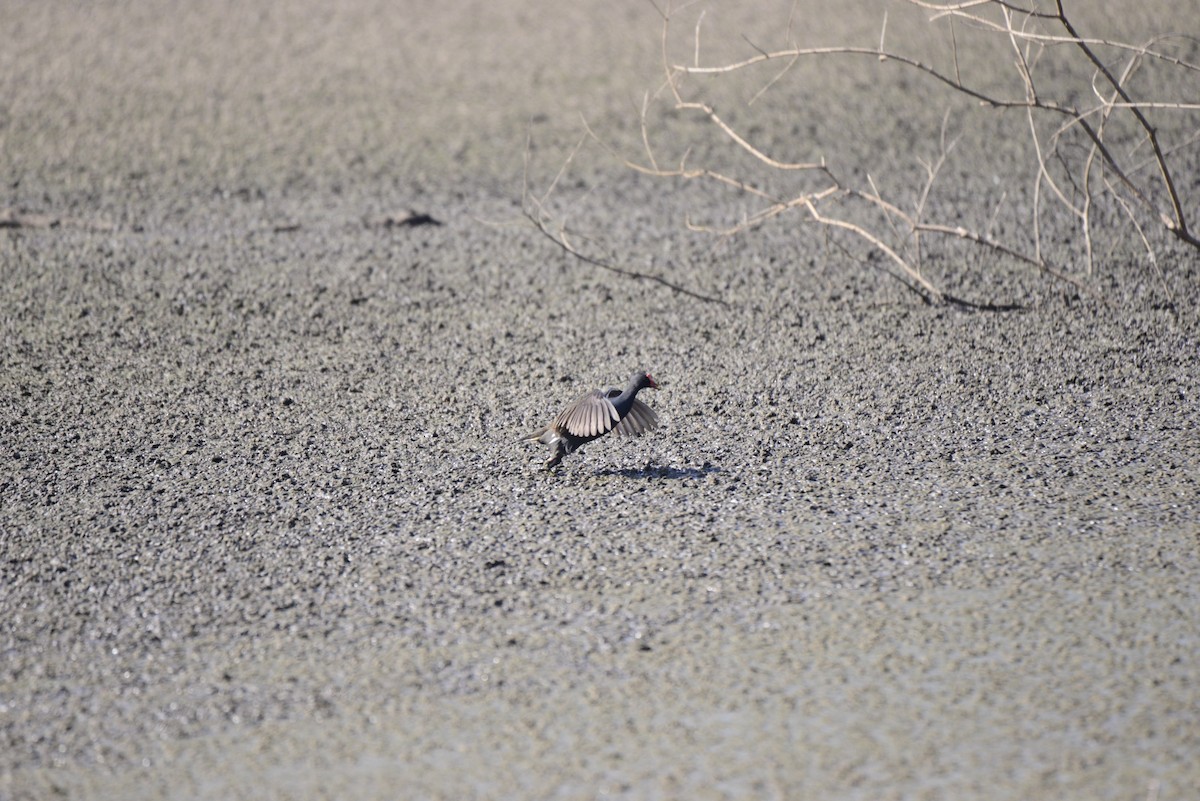 Gallinule poule-d'eau - ML627412454