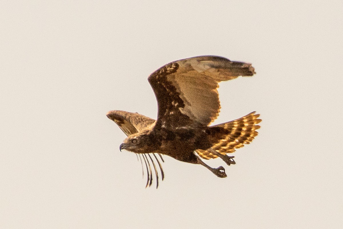 Brown Snake-Eagle - ML627412500