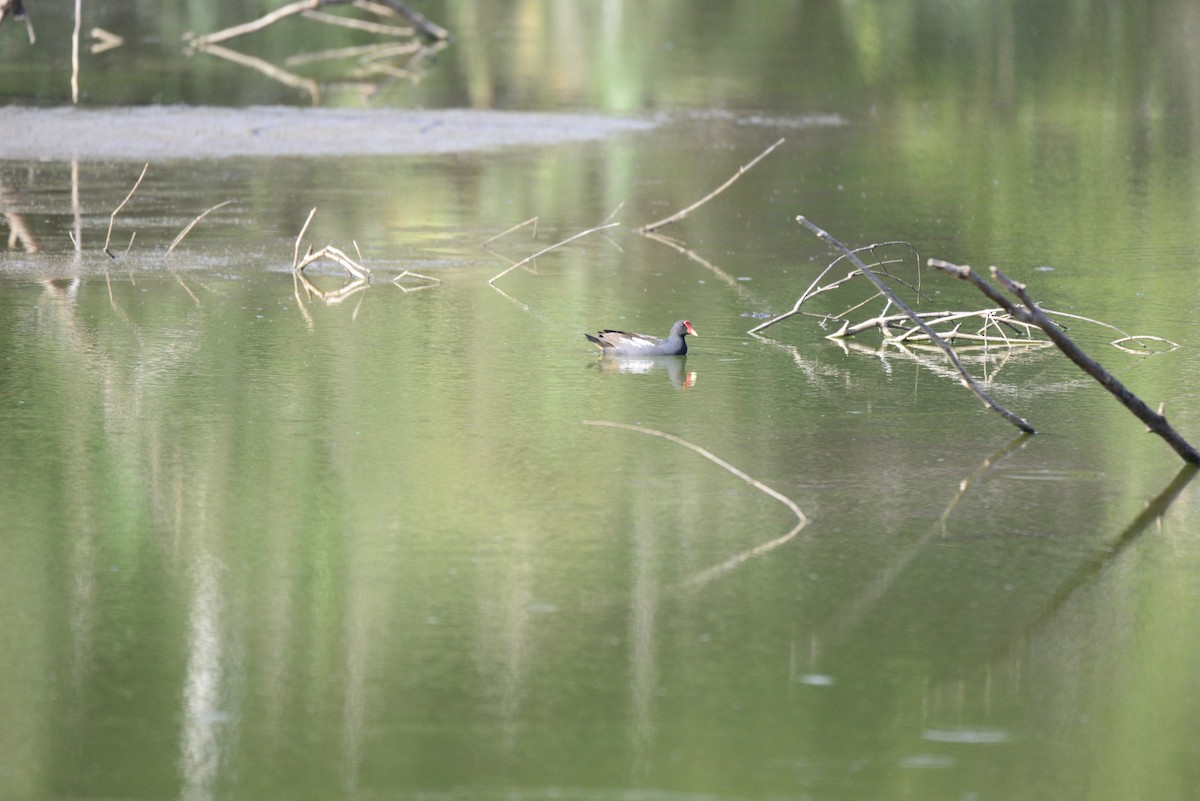 Gallinule poule-d'eau - ML627412508