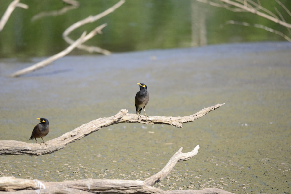 Martin triste - ML627412547