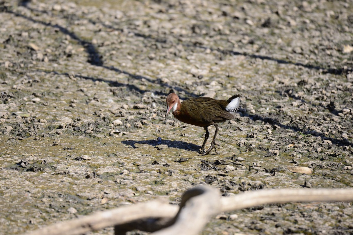 Râle de Cuvier - ML627412608
