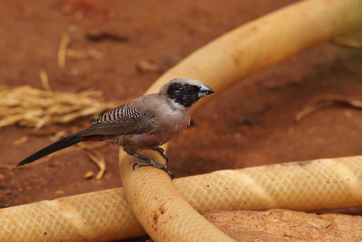 Black-faced Waxbill - ML627412641