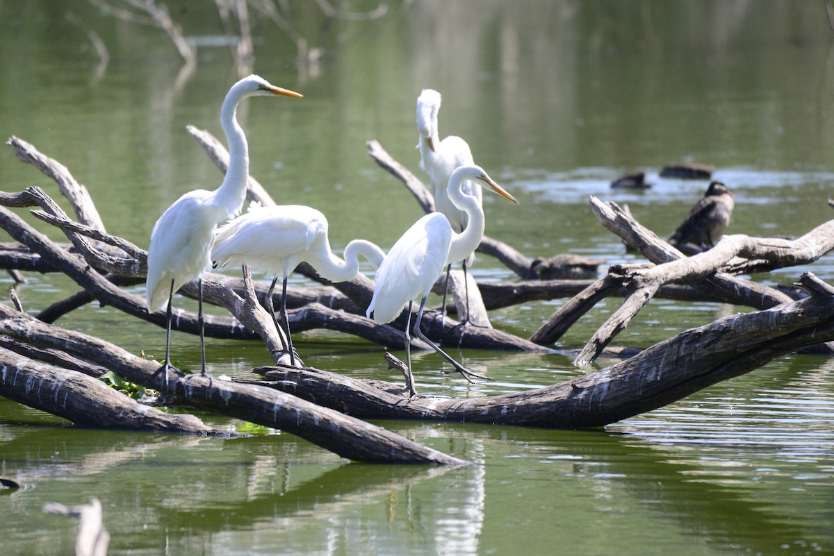 Grande Aigrette - ML627412740