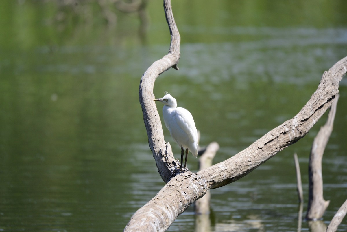 Aigrette garzette - ML627412750